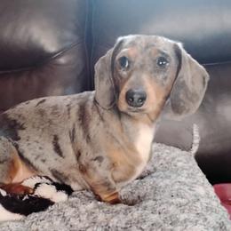 JESSE - Dachshund