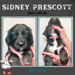 Sidney Prescott - female Golden Mountain Dog puppy in Boiling Springs, South Carolina from OlliePups, LLC