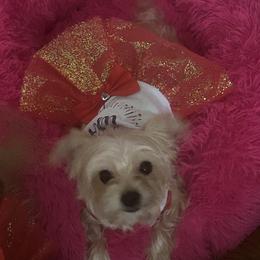 "Mom after delivery " Morkie Puppies from Derisha's Morkies