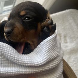 Dachshund Puppies from Little Legs Miniature Dachshunds