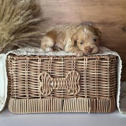 Green Boy - Apricot male Goldendoodle puppy in Lowville, New York from DM Hilltop FURfamily