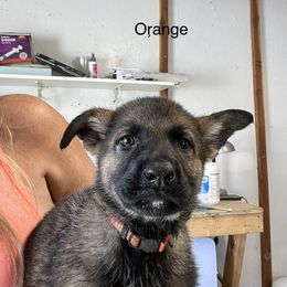Orange Collar - German Shepherd puppy in Bonne Terre, Missouri from Skaggs Shepherds