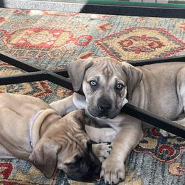 Boerboel Puppies from Catalina's Boerboels