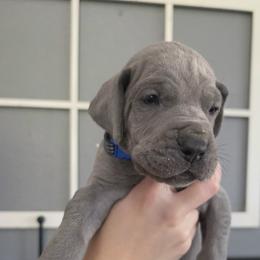 Kol - Blue male Great Dane puppy in Longview, Texas from Lazy A Danes