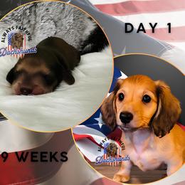 Dachshund Puppies from Always Faithful Dachshunds