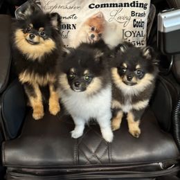 Pomeranian Puppies from Heartlove Poms