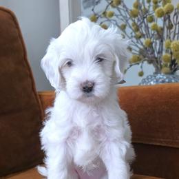 Miss Brown - Cream female Goldendoodle puppy in Saratoga Springs, Utah from Serene Canyon Doodles
