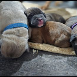 Boy 3 - Gray male Cane Corso puppy in Sandia, Texas from OneTime Cane Corso