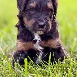 Storm - male Australian Mountain Doodle puppy in Decatur, Illinois from Signature Doodles