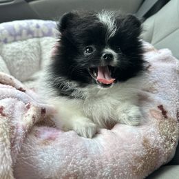 Pomeranian Puppies from A Sample Of Gods Love Kennels