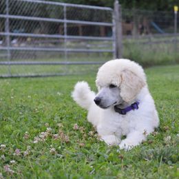 Poodle Puppies from D and D Standard Poodles