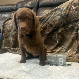 Black Dot - Brown male Chesapeake Bay Retriever puppy in Wisconsin Dells, Wisconsin from Kilbourn Chesapeakes
