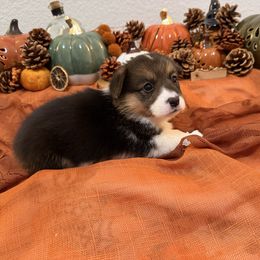 CJ Girl 1 - Black and tan female Pembroke Welsh Corgi puppy in Dickinson, Texas from Gulf Coast Corgis