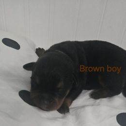 Brown boy - Black and mahogany male Rottweiler puppy in Lebanon, Oregon from SOUTH SANTIAM ROTTWEILERS