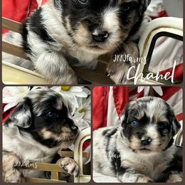 (8) Chanel, BMF - Blue merle female Miniature American Shepherd puppy in Huntington, Texas from JKKJ Farms, LLC