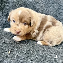 Sriracha - Red merle male Toy Australian Shepherd puppy in Medical Lake, Washington from MAS Gone Rogue