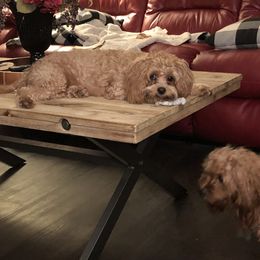 Daisy - Cavapoo