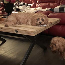 Daisy - Cavapoo