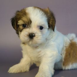 Male I - Tricolor male Shih Tzu puppy in Middleborough, Massachusetts from Shih Tzu Pups