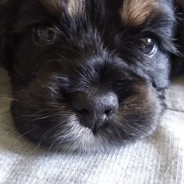 Cocker Spaniels from Rolo's Blended Blessings