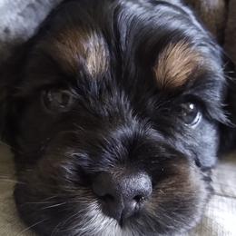 Cocker Spaniels from Rolo's Blended Blessings