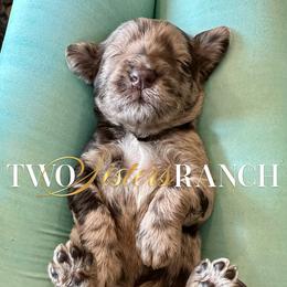 Dorothy - female Newfypoo puppy in Jackson, Missouri from Two Sisters Ranch, LLC