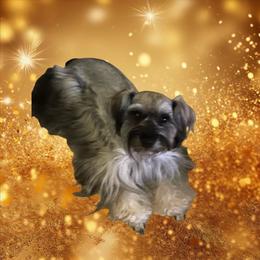 Lacy - Miniature Schnauzer