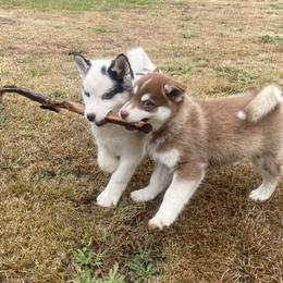Pomsky Puppies from Periwinkle Pomskies
