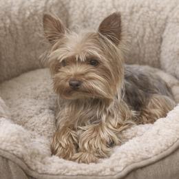 Lelo - Yorkshire Terrier