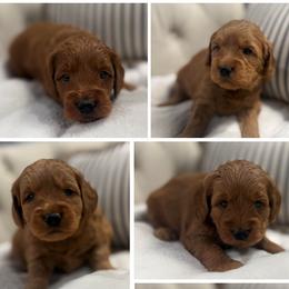 Girl 5 Selection - Red  female Goldendoodle puppy in Pleasant Hill, Iowa from Harvest Creek