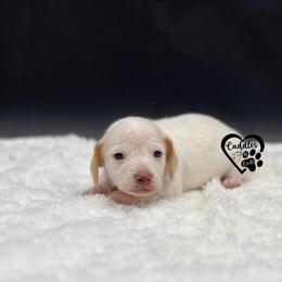 Tucker - Cream male Dachshund puppy in Nashville, Arkansas from Cuddles n Curls