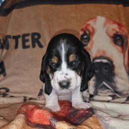 White - Black white and tan male Basset Hound puppy in Russellville, Kentucky from Morse's Basset Hounds