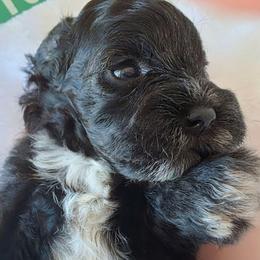 Joey ( Blue collar) - Black and white male Schnoodle puppy in Novinger, Missouri from Stormi Sky Schnoodles