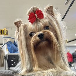 Pink - Yorkshire Terrier