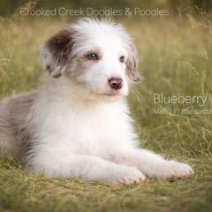 Blueberry Wine - Red merle male Bordoodle puppy in Woodruff, South Carolina from Crooked Creek Doodles and Poodles