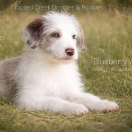 Blueberry Wine - Red merle male Bordoodle puppy in Woodruff, South Carolina from Crooked Creek Doodles and Poodles