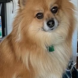 Pomeranians from Roxanne Lynch