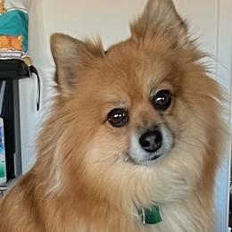 Pomeranians from Roxanne Lynch
