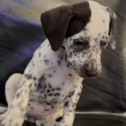 Piglet - White and liver brown female Dalmatian puppy in Fort Cavasos, Texas from Mainstreet Dalmation