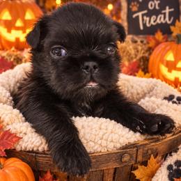 Gomez - Black male Brussels Griffon puppy in Gastonia, North Carolina from BZB Frenchies, Griffs & Long hair Chihuahuas