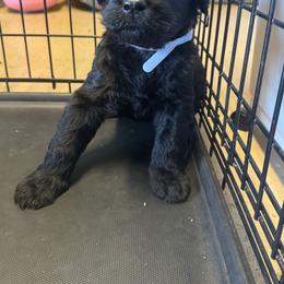 White Female - Black female Giant Schnauzer puppy in Pearland, Texas from K & S Schnauzers