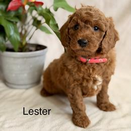 Lester - Red  male Goldendoodle puppy in Oxford, Pennsylvania from FriendlyPals