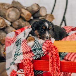 Turkey - Black tri female Miniature Australian Shepherd puppy in Enoch, Utah from Twisted H Aussies