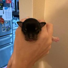 K Pup 1 - White black and tan female Toy Fox Terrier puppy in Clermont, Florida from Debbie Hiles's Toy Fox Terriers