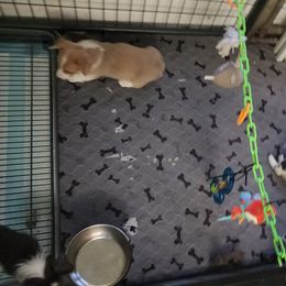 American Corgi, Cane Corso, Pembroke Welsh Corgi, and Rhodesian Ridgeback Puppies from Diamondcrest Inc