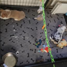 American Corgi, Cane Corso, Pembroke Welsh Corgi, and Rhodesian Ridgeback Puppies from Diamondcrest Inc