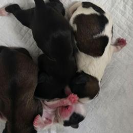 Girl 1 - Black and white female Shih Tzu puppy in Brighton, Missouri from Morningstar's Shih Tzu