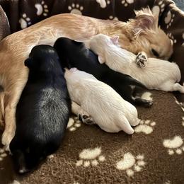 Chihuahua Puppies from Wild Mountain Chihuahuas