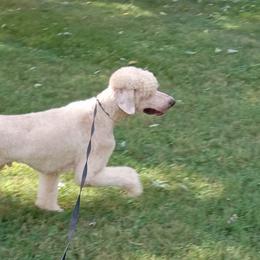 Poodles from High Road Standard Poodles