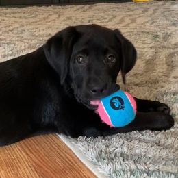 Labrador Retriever Puppies from Willow Kane Farm